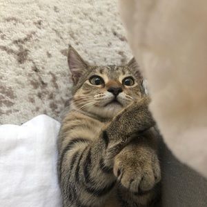 Meet your Posher, Chad